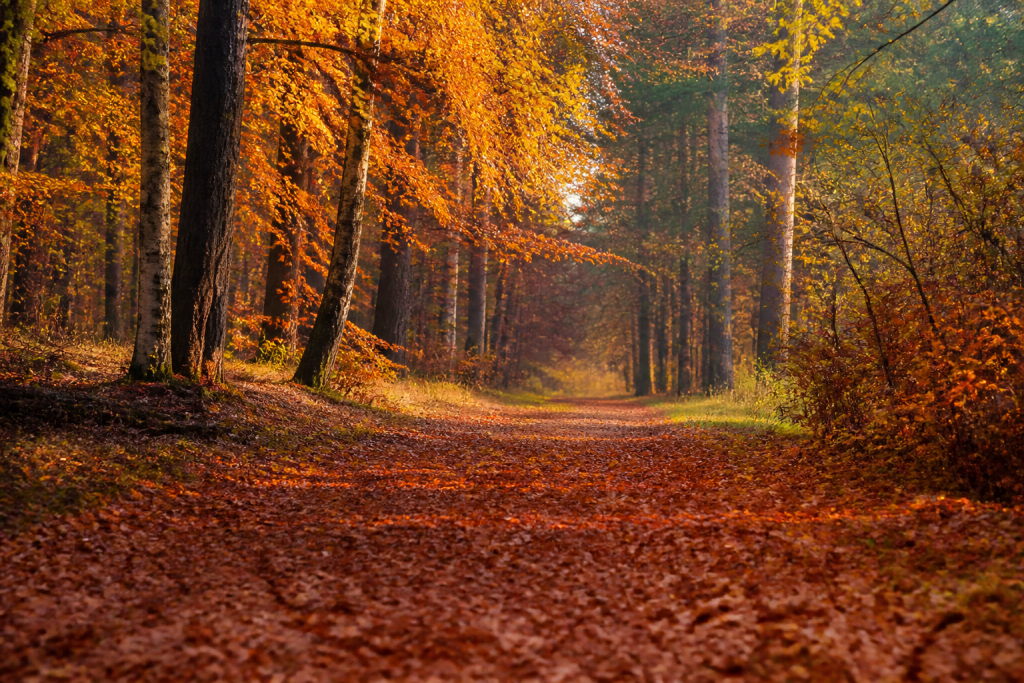 Herfst op het klimparcours: mist, kleur en avontuur