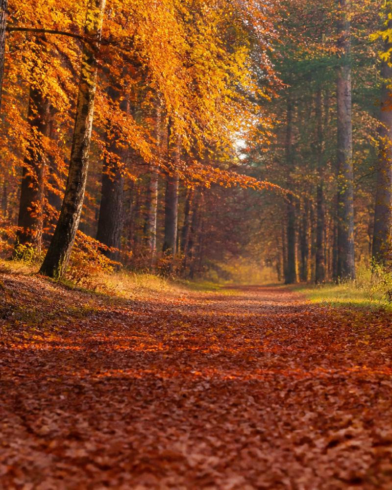 Herfst op het klimparcours: mist, kleur en avontuur